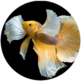 Best betta fish discount